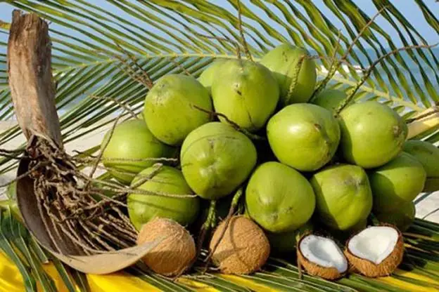 Cùi Dừa Non Có Tác Dụng Gì? 10+ Lợi Ích Vàng Cho Sức Khỏe Và Sắc Đẹp
