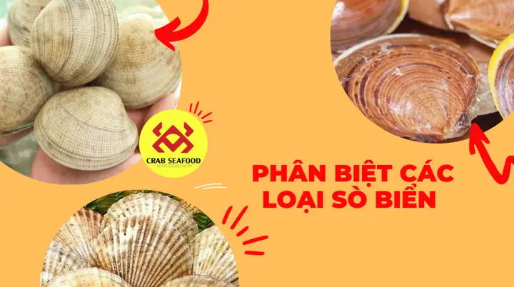 Danh Sách Các Loại Sò Biển Phổ Biến Và Cách Phân Biệt