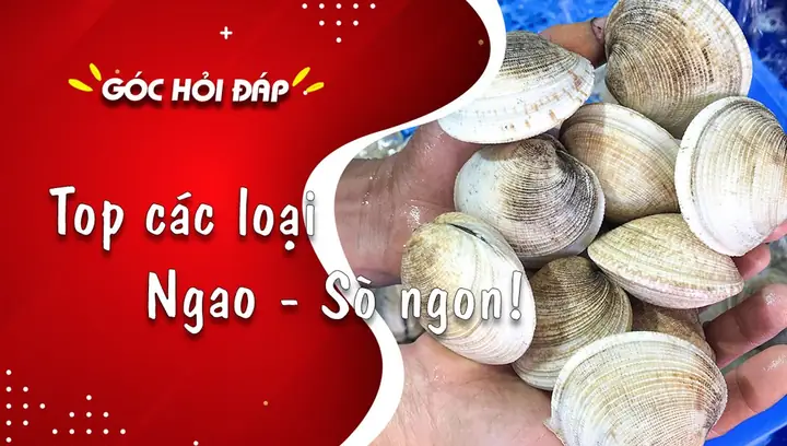 Danh Sách Các Loại Sò Biển Phổ Biến Và Cách Phân Biệt