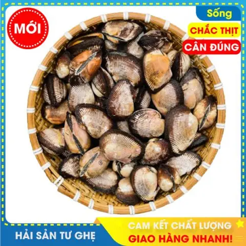 Danh Sách Các Loại Sò Biển Phổ Biến Và Cách Phân Biệt