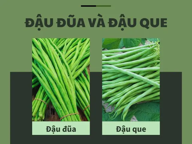 So Sánh Đậu Đũa Và Đậu Que: Phân Biệt Đặc Điểm, Giá Trị Dinh Dưỡng Và Cách Dùng