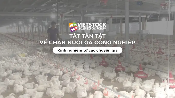Gà Công Nghiệp Ro Piece Là Gì? Nguồn Gốc, Đặc Điểm Và Ứng Dụng Trong Chăn Nuôi