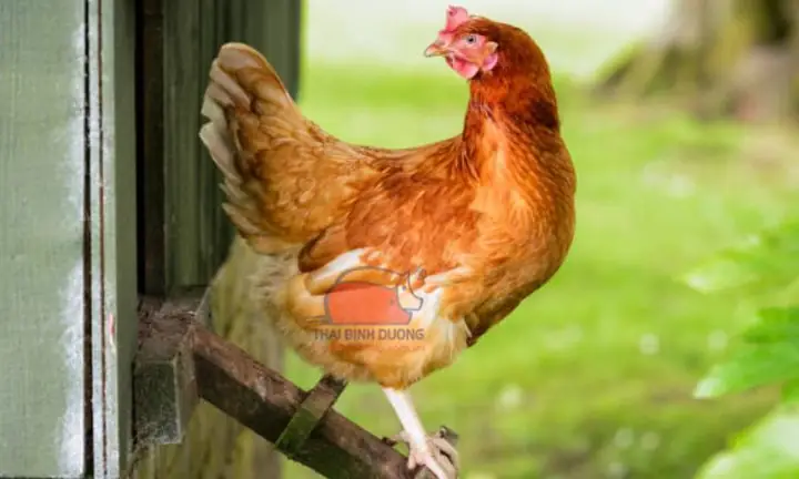Gà Mái Dầu Nấu Món Gì Ngon? 10+ Món Ngon Dễ Làm Từ Gà Mái Béo