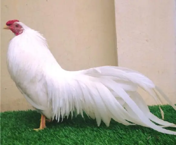 Gà Tre Nấu Món Gì Ngon? Khám Phá 10+ Món Ngon Từ Gà Tre “gây Thương Nhớ”