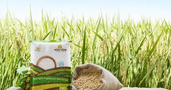 Gạo Nấu Cháo Cho Bé: Lựa Chọn Đúng, Nấu Khéo, Bé Khỏe