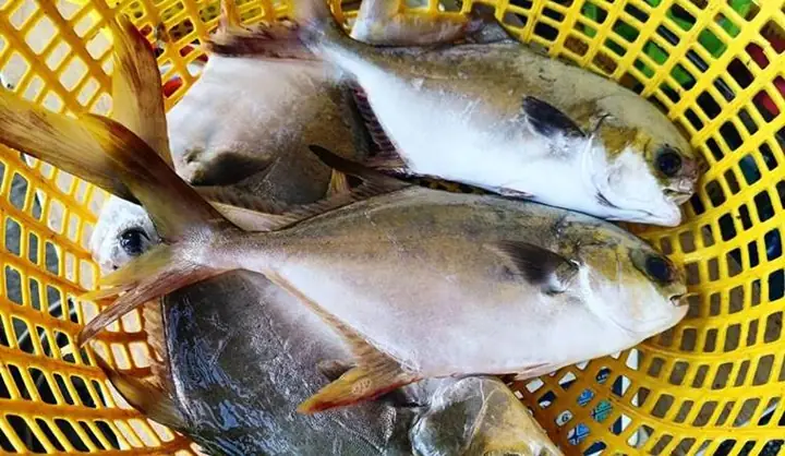 Giá Cá Chim Trắng Biển: Phân Tích Chi Tiết, So Sánh & Cập Nhật Mới Nhất