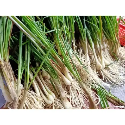 Bảng Giá Củ Kiệu Tươi Hôm Nay: Đánh Giá Chi Tiết 3 Nguồn Cung Cấp Uy Tín Nhất