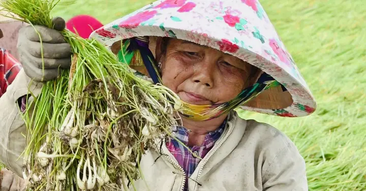 Bảng Giá Củ Kiệu Tươi Hôm Nay: Đánh Giá Chi Tiết 3 Nguồn Cung Cấp Uy Tín Nhất