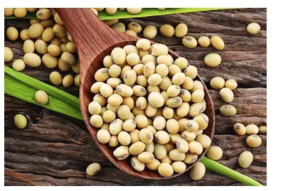 Đánh Giá Chi Tiết Giá Đậu Nành Có Tốt Không Cho Sức Khỏe