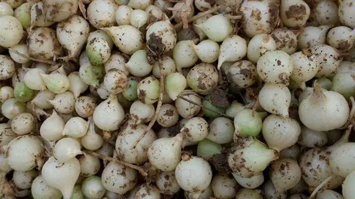 Hành Tăm Kỵ Với Gì? Khám Phá Bí Mật Âm Thanh Trong Nền Văn Hóa Việt