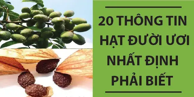 Hạt Đười Ươi Ngâm Nước Nóng Hay Lạnh: Cách Dùng Chuẩn Và Những Lợi Ích Ít Ai Biết Hạt Đười Ươi Ngâm Nước Nóng Hay Lạnh: Cách Dùng Chuẩn Và Những Lợi Ích Ít Ai Biết