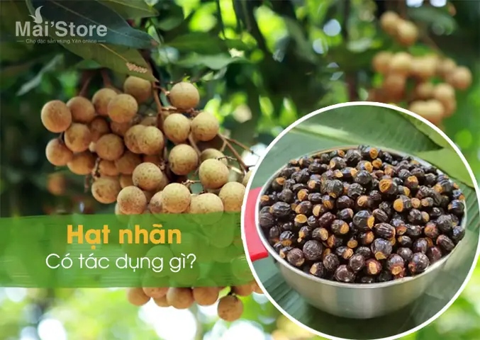 Hạt Nhãn Có Ăn Được Không? Giải Đáp Chi Tiết Và Những Lợi Ích Bất Ngờ Hạt Nhãn Có Ăn Được Không? Giải Đáp Chi Tiết Và Những Lợi Ích Bất Ngờ