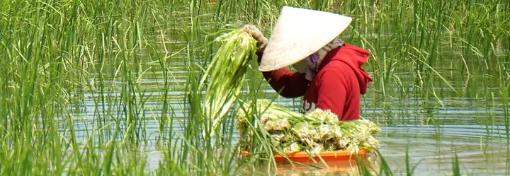 Hẹ Nước Làm Gì Ăn? 15+ Món Ngon Đơn Giản, Dễ Làm Tại Nhà