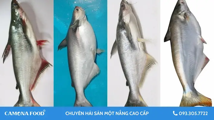 Ý Nghĩa Phong Thủy Và Cách Trưng Bày Hình Ảnh Cá Ba Sao Hợp Lý