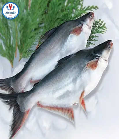 Ý Nghĩa Phong Thủy Và Cách Trưng Bày Hình Ảnh Cá Ba Sao Hợp Lý
