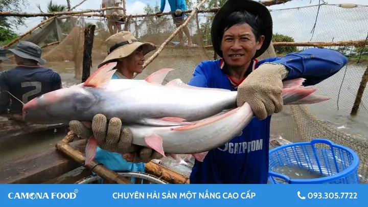 Khám Phá Sức Hút Từ Hình Ảnh Cá Bông Lau Trong Làng Cá Cảnh