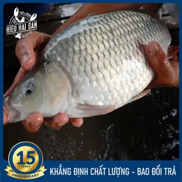 Khám Phá Sức Hút Của Hình Ảnh Cá Chép Giòn Trong Trang Trí