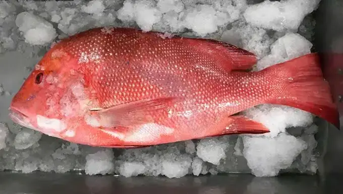 Khám Phá Vẻ Đẹp Tự Nhiên Qua Hình Ảnh Cá Hồng Biển