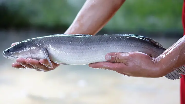 Khám Phá Ý Nghĩa & Cách Tận Dụng Hình Ảnh Cá Lóc Đồng Trong Cuộc Sống