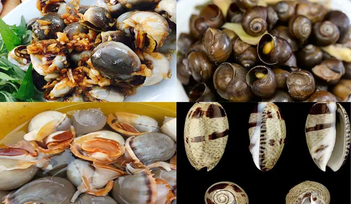 Khám Phá Thế Giới Đa Dạng Của Các Loại Ốc: Từ Ốc Sên, Ốc Bươu Cho Đến Ốc Mượn Hồn