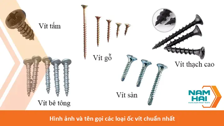 Khám Phá Thế Giới Đa Dạng Của Các Loại Ốc: Từ Ốc Sên, Ốc Bươu Cho Đến Ốc Mượn Hồn
