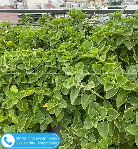 Khám Phá Chi Tiết Hình Ảnh Cây Húng Chanh: Đặc Điểm, Công Dụng Và Cách Trồng Khám Phá Chi Tiết Hình Ảnh Cây Húng Chanh: Đặc Điểm, Công Dụng Và Cách Trồng
