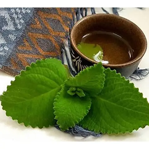 Khám Phá Chi Tiết Hình Ảnh Cây Húng Chanh: Đặc Điểm, Công Dụng Và Cách Trồng Khám Phá Chi Tiết Hình Ảnh Cây Húng Chanh: Đặc Điểm, Công Dụng Và Cách Trồng