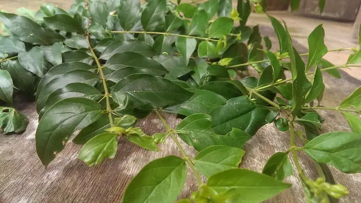 Khám Phá Ý Nghĩa Của Hình Ảnh Cây Lá Găng Trong Nghệ Thuật Làm Thạch Khám Phá Ý Nghĩa Của Hình Ảnh Cây Lá Găng Trong Nghệ Thuật Làm Thạch