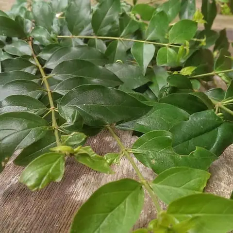 Khám Phá Ý Nghĩa Của Hình Ảnh Cây Lá Găng Trong Nghệ Thuật Làm Thạch Khám Phá Ý Nghĩa Của Hình Ảnh Cây Lá Găng Trong Nghệ Thuật Làm Thạch