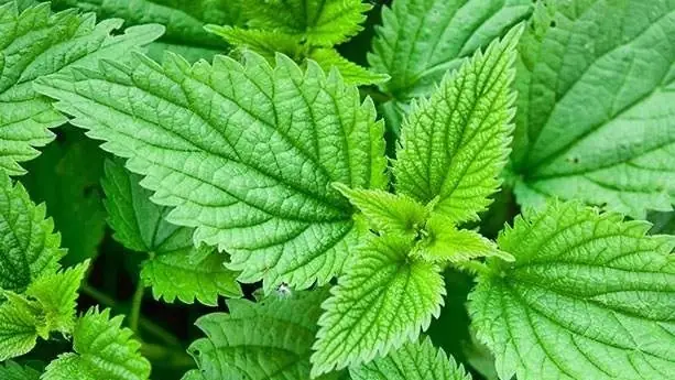 Khám Phá Ý Nghĩa Hình Ảnh Cây Nàng Hai: Từ Đặc Điểm Đến Ứng Dụng Trong Đời Sống