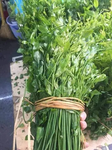 Khám Phá Hình Ảnh Cây Rau Ngót Rừng: Đặc Điểm, Công Dụng Và Cách Phân Biệt
