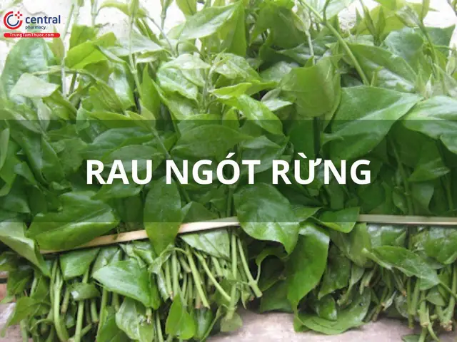 Khám Phá Hình Ảnh Cây Rau Ngót Rừng: Đặc Điểm, Công Dụng Và Cách Phân Biệt