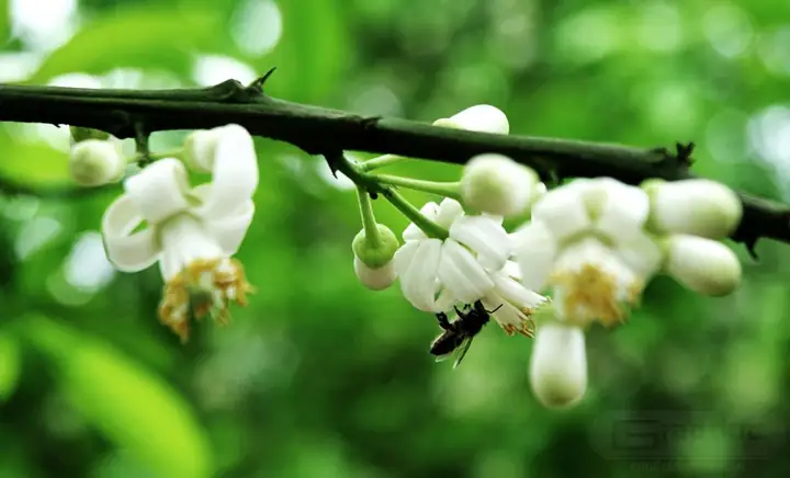 Tổng Hợp Hình Ảnh Chè Bưởi Đẹp: Các Bước Tạo Nên Tác Phẩm Nghệ Thuật Ẩm Thực