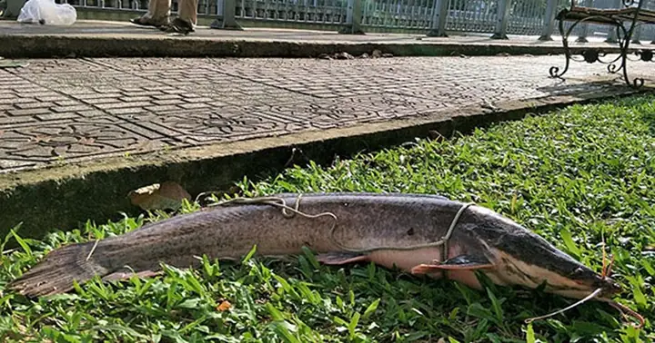 Khám Phá Ý Nghĩa Của Hình Ảnh Con Cá Lóc Trong Văn Hóa Và Đời Sống Khám Phá Ý Nghĩa Của Hình Ảnh Con Cá Lóc Trong Văn Hóa Và Đời Sống