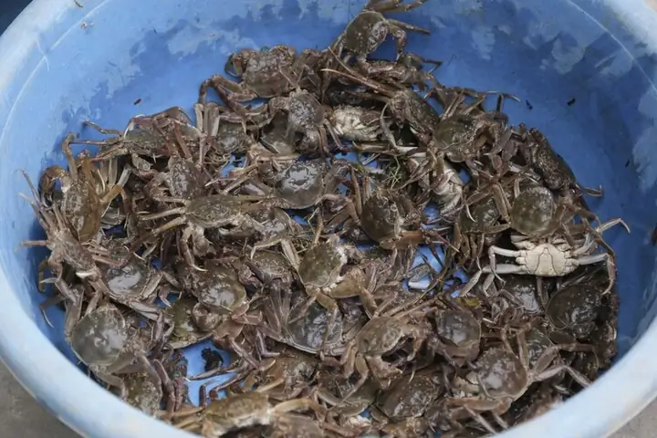 Hình Ảnh Con Rạm Biển: Giải Mã Vẻ Đẹp Kỳ Lạ Của Sinh Vật "nửa Cua, Nửa Ngựa" Hình Ảnh Con Rạm Biển: Giải Mã Vẻ Đẹp Kỳ Lạ Của Sinh Vật "nửa Cua, Nửa Ngựa"