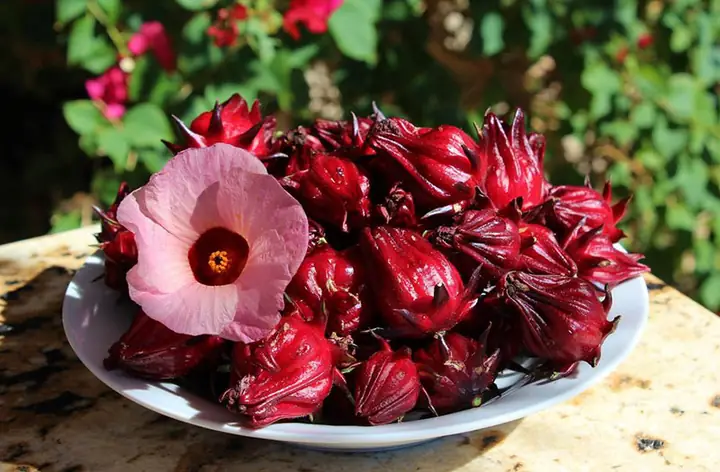 10+ Công Dụng Của Hoa Atiso Đỏ Bạn Không Thể Bỏ Qua