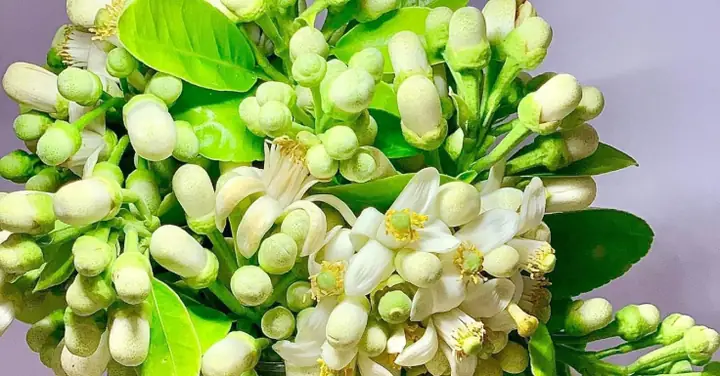 Hoa Bưởi Dùng Làm Gì? 10+ Công Dụng Bất Ngờ Trong Ẩm Thực Và Đời Sống