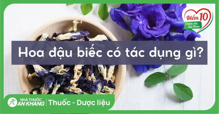 15+ Cách Chế Biến Hoa Đậu Biếc Tươi Đơn Giản, Bổ Dưỡng Cho Sức Khỏe 15+ Cách Chế Biến Hoa Đậu Biếc Tươi Đơn Giản, Bổ Dưỡng Cho Sức Khỏe