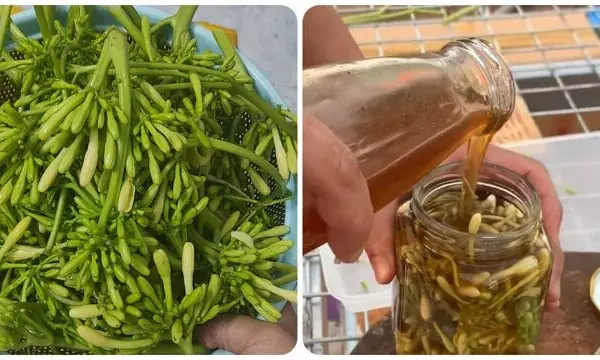Hoa Đu Đủ Đực Ngâm Mật Ong Có Vị Gì? Khám Phá Hương Vị Độc Đáo Và Lợi Ích Bất Ngờ