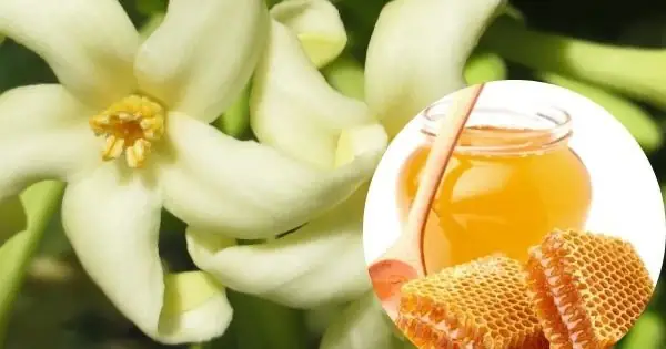 Hoa Đu Đủ Đực Ngâm Mật Ong Có Vị Gì? Khám Phá Hương Vị Độc Đáo Và Lợi Ích Bất Ngờ