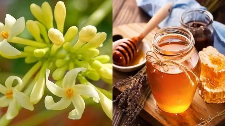 Công Dụng Và Cách Làm Hoa Đu Đủ Ngâm Mật Ong Chuẩn Vị