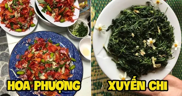 Hoa Phượng Ăn Được Không? Giải Đáp Chi Tiết Và Những Món Ngon Từ Hoa Phượng