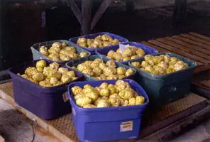 Hướng Dẫn Chi Tiết Cách Làm Nước Ép Quả Nhàu Tại Nhà Chuẩn Vị Và Bổ Dưỡng Hướng Dẫn Chi Tiết Cách Làm Nước Ép Quả Nhàu Tại Nhà Chuẩn Vị Và Bổ Dưỡng