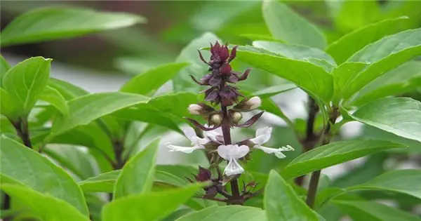 Húng Quế Và Húng Chó: Phân Biệt Chi Tiết Từ Hình Dáng, Hương Vị Đến Công Dụng Trong Ẩm Thực