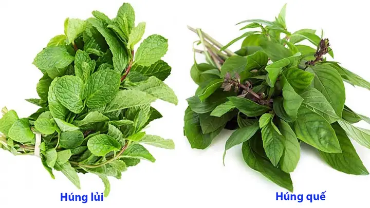 Húng Quế Và Húng Chó: Phân Biệt Chi Tiết Từ Hình Dáng, Hương Vị Đến Công Dụng Trong Ẩm Thực