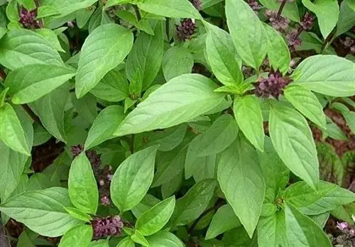 Húng Quế Và Húng Chó: Phân Biệt Chi Tiết Từ Hình Dáng, Hương Vị Đến Công Dụng Trong Ẩm Thực