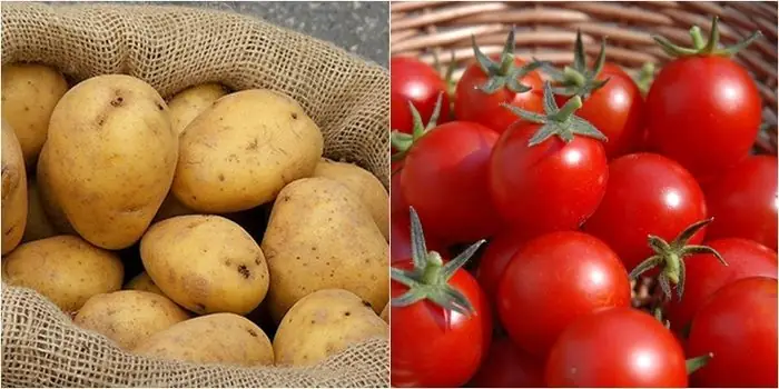 Khoai Tây Xào Cà Chua Có Độc Không? Giải Đáp Thắc Mắc Và Hướng Dẫn An Toàn