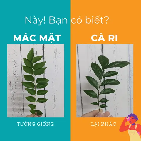 Lá Cà Ri Và La Mắc Mật: Phân Biệt Và Công Dụng Bất Ngờ Trong Ẩm Thực