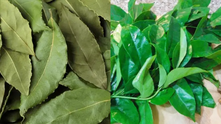Lá Cà Ri Và La Mắc Mật: Phân Biệt Và Công Dụng Bất Ngờ Trong Ẩm Thực