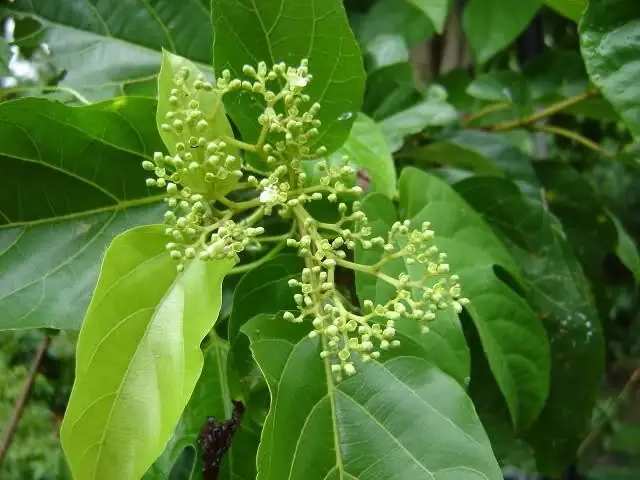 Lá Cách: Tên Gọi Khác, Công Dụng, Cách Dùng Và Những Lưu Ý Quan Trọng
